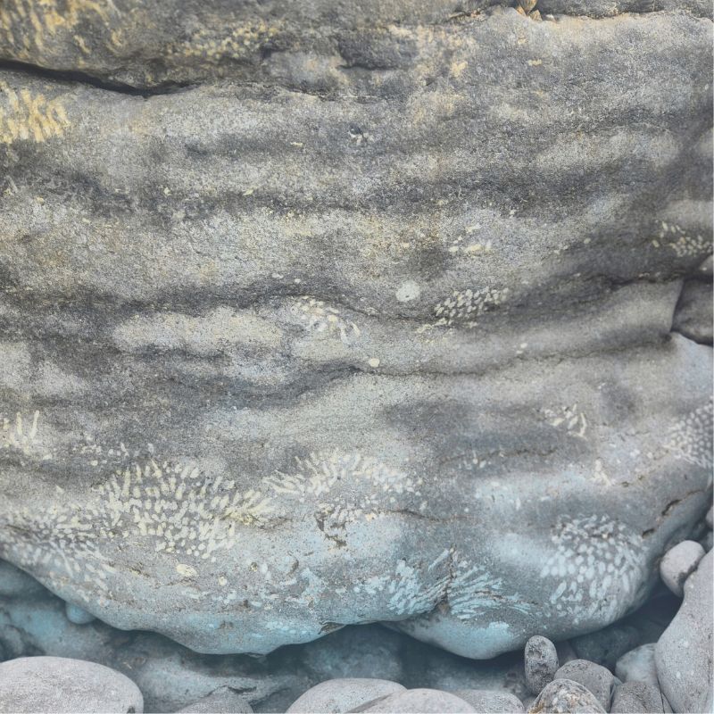 Close-up of stone surface showing natural fossil formations.